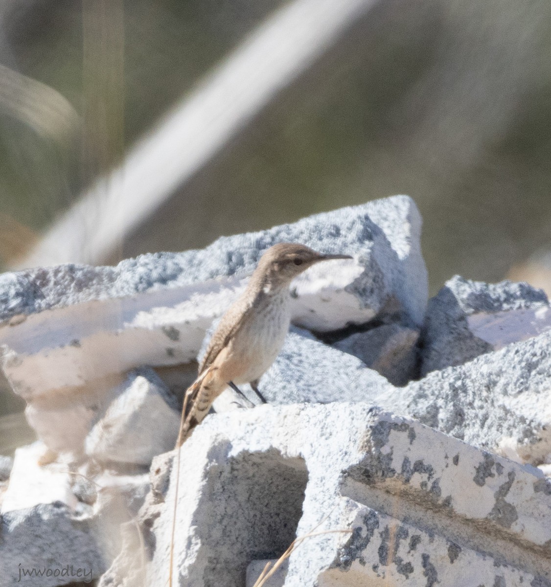 Rock Wren - Janey Woodley