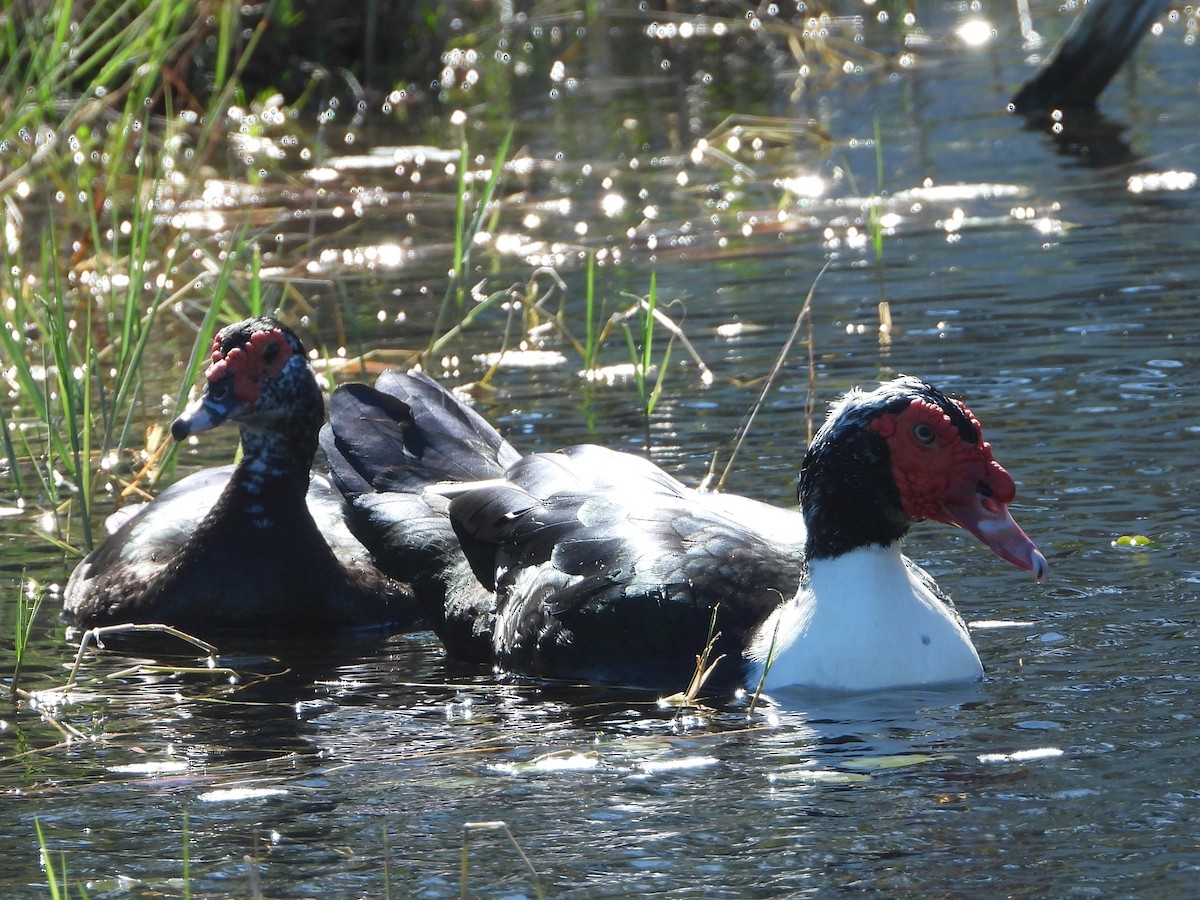 Muscovy Duck (Domestic type) - ML614158583