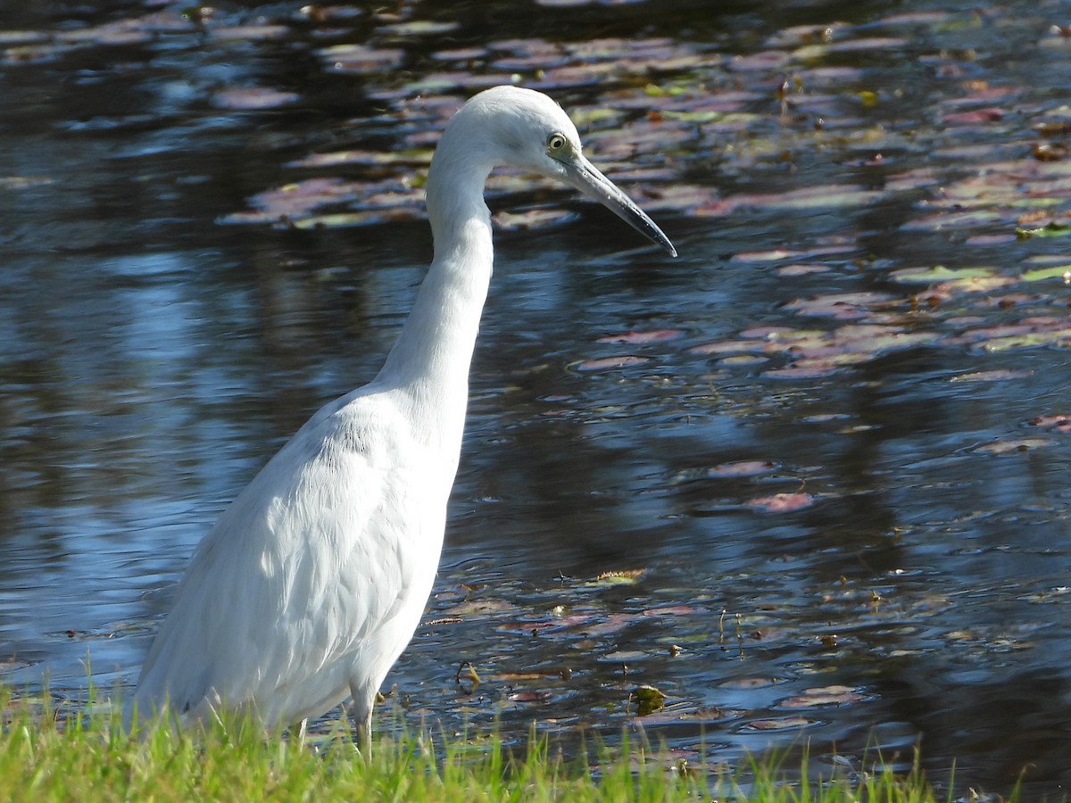 Little Blue Heron - ML614158589