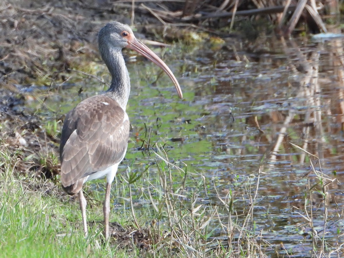 White Ibis - ML614158599