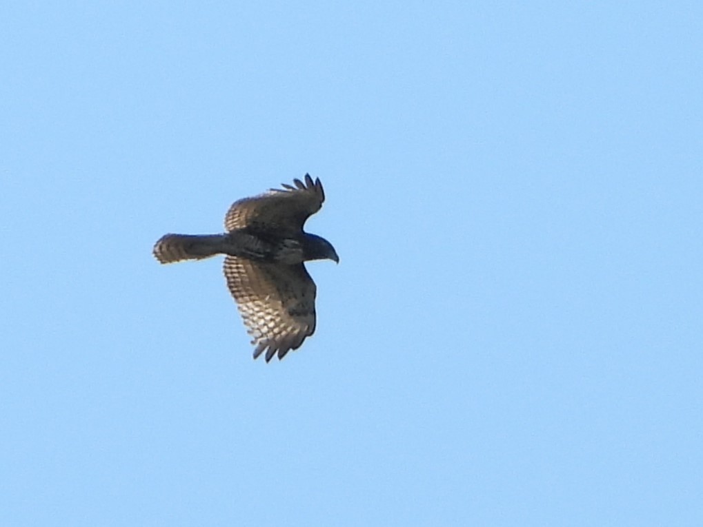 Red-tailed Hawk - ML614158608