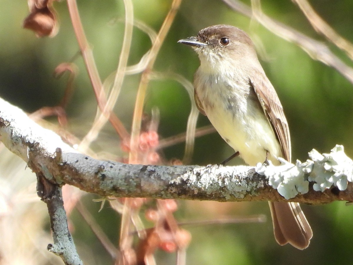 Eastern Phoebe - ML614158641