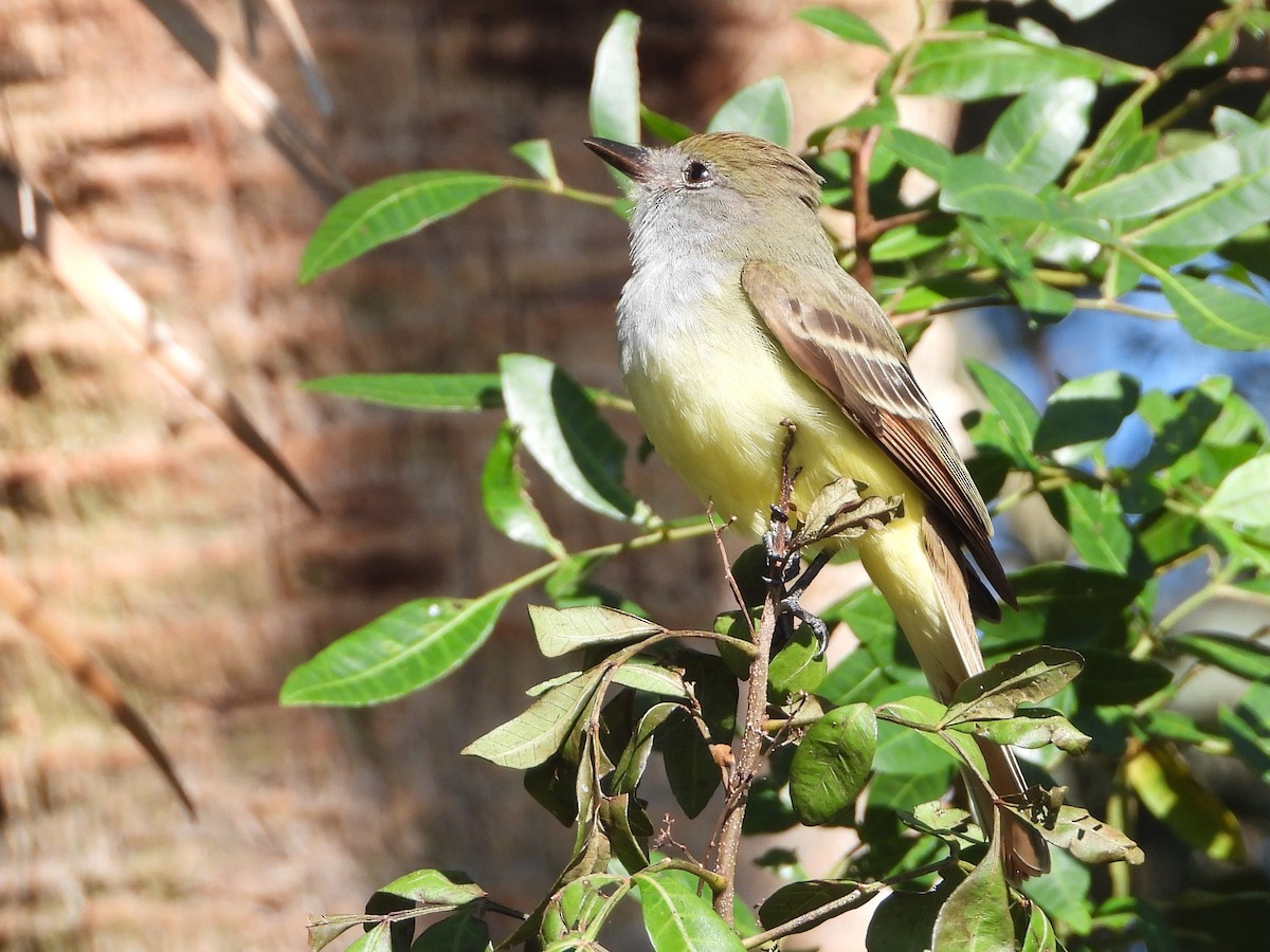 Great Crested Flycatcher - ML614158643