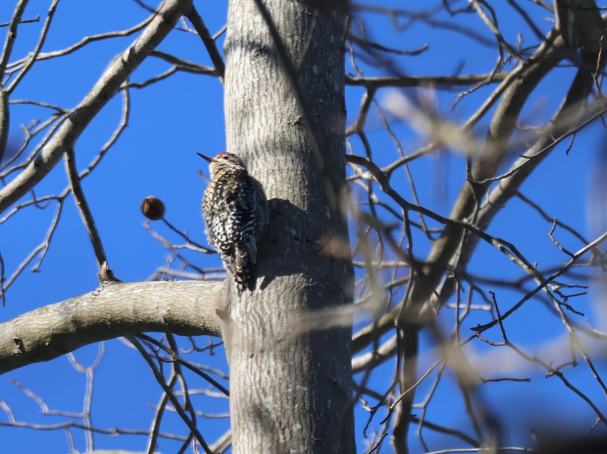 Yellow-bellied Sapsucker - Richard  Zielinski