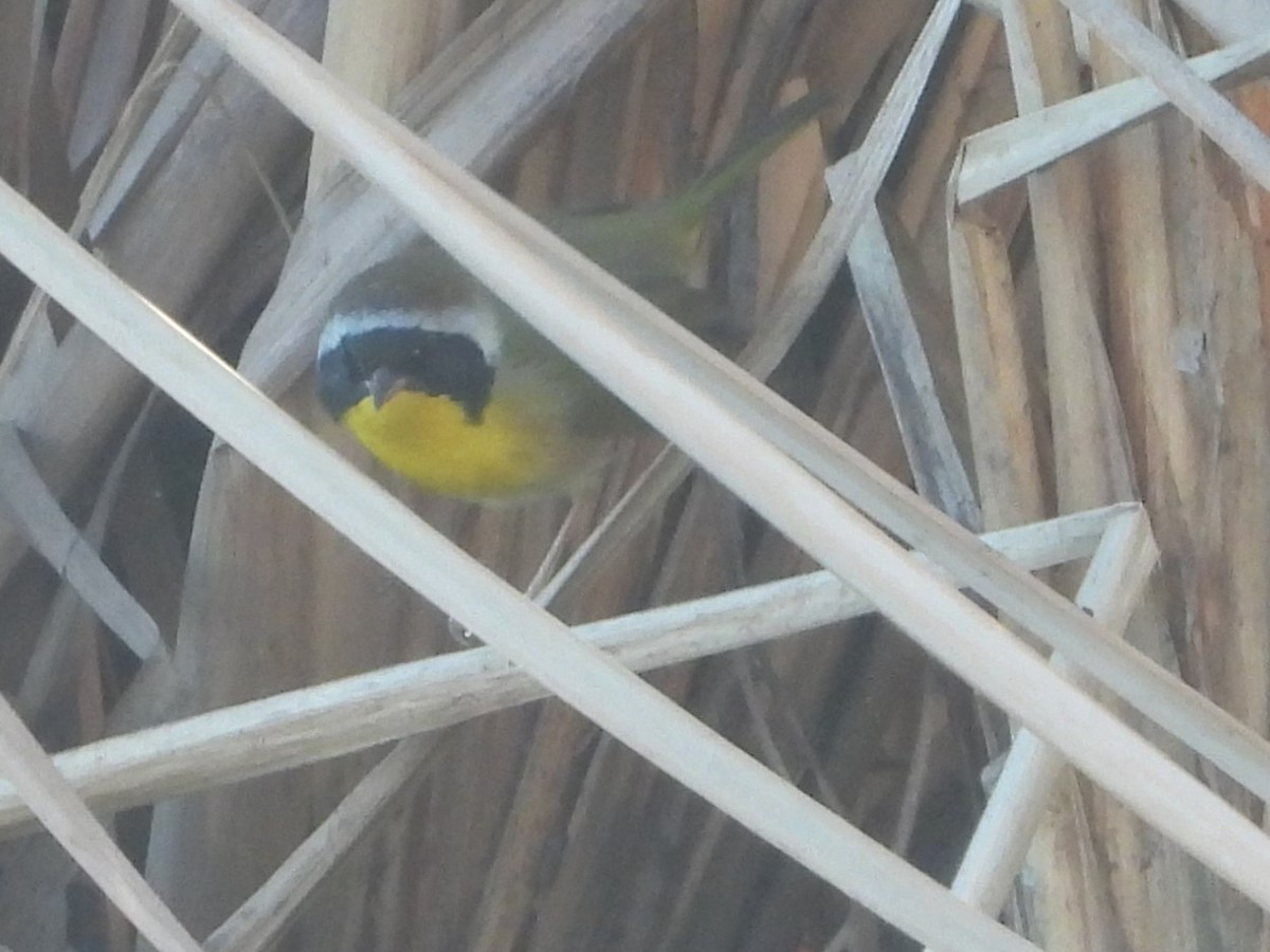 Common Yellowthroat - ML614158658