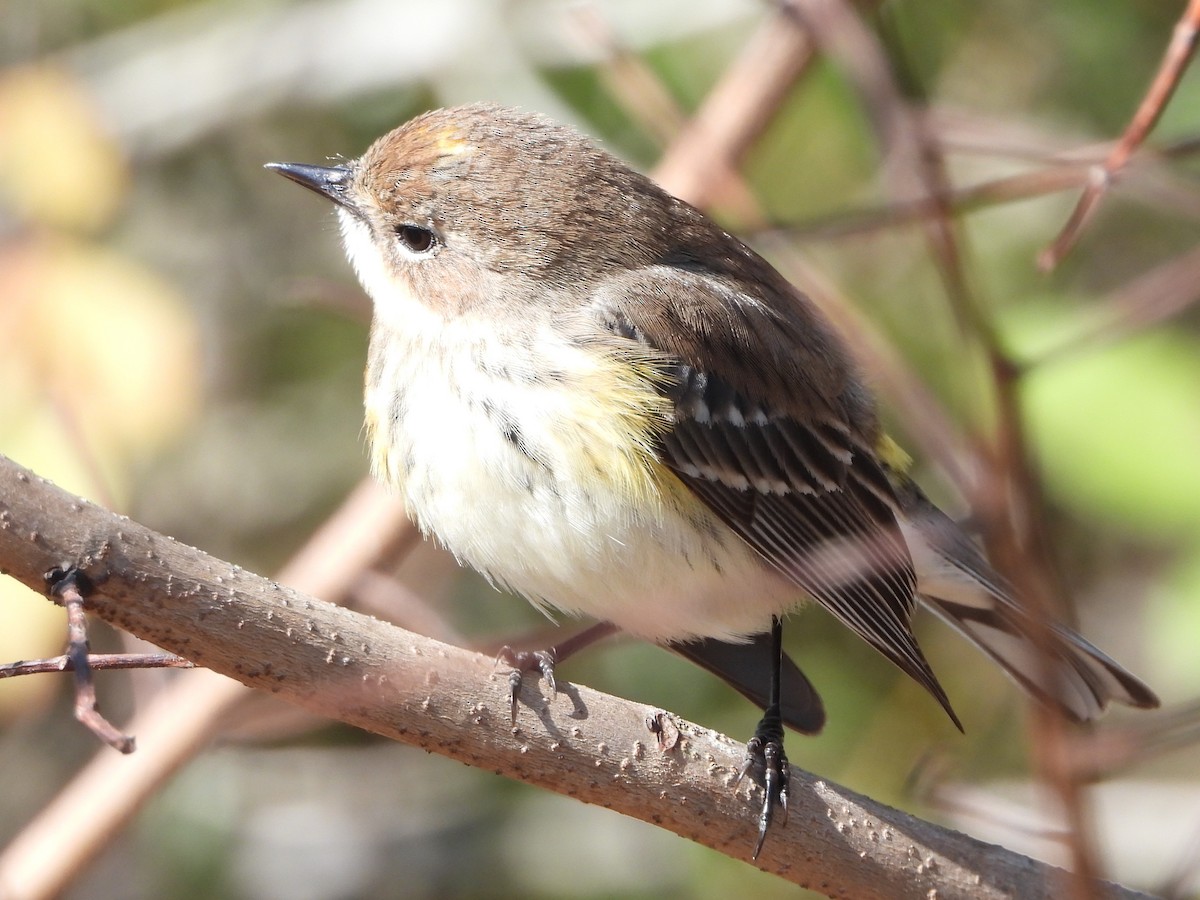 Yellow-rumped Warbler - ML614158660