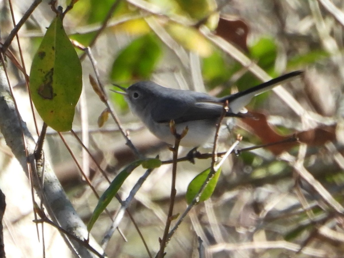 Blue-gray Gnatcatcher - ML614158683