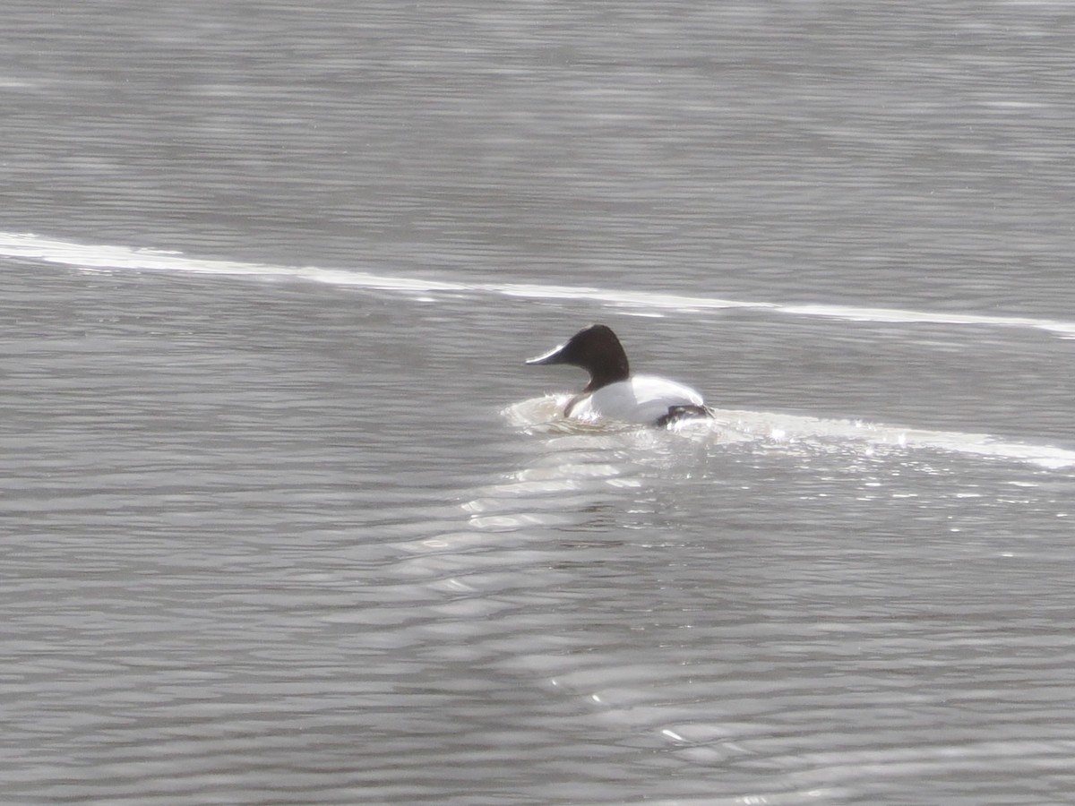 Canvasback - ML614158690