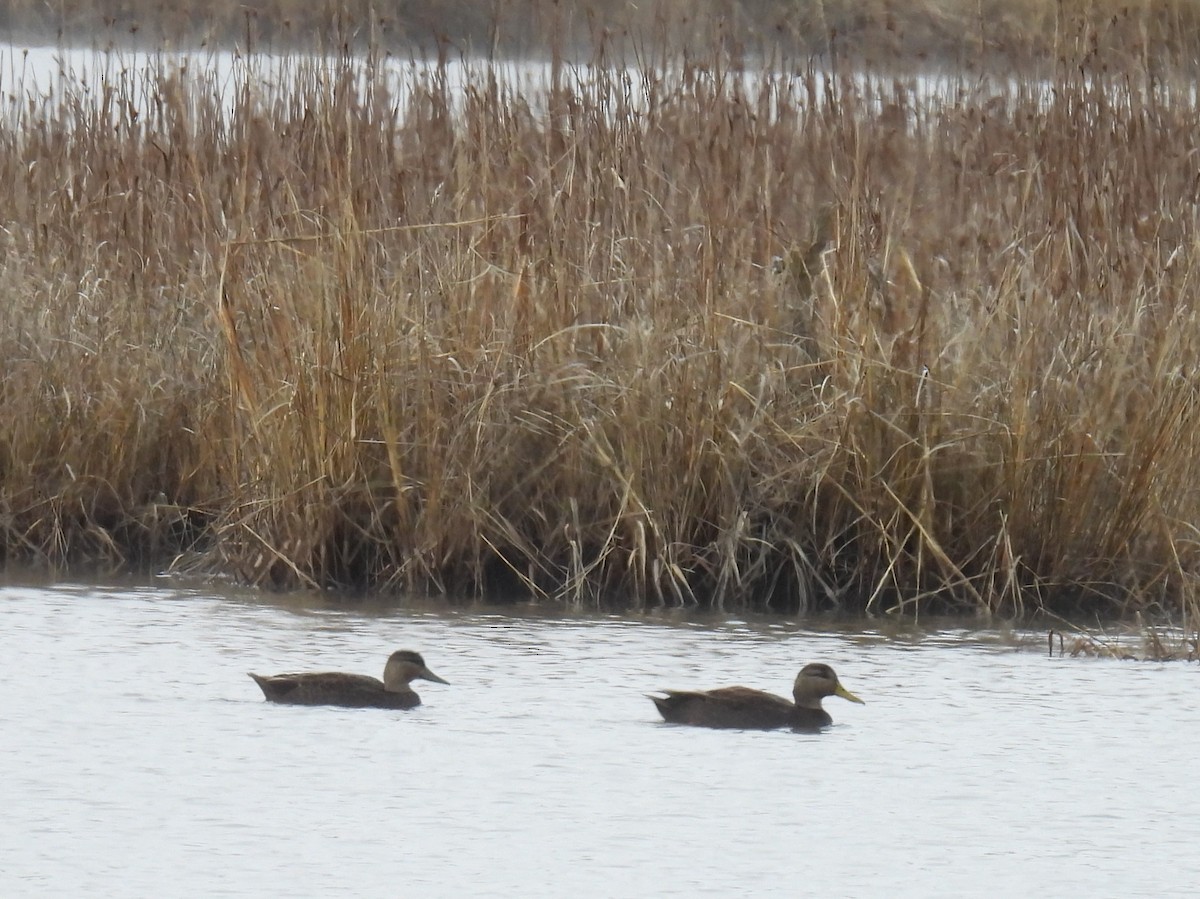 American Black Duck - Cynthia Nickerson