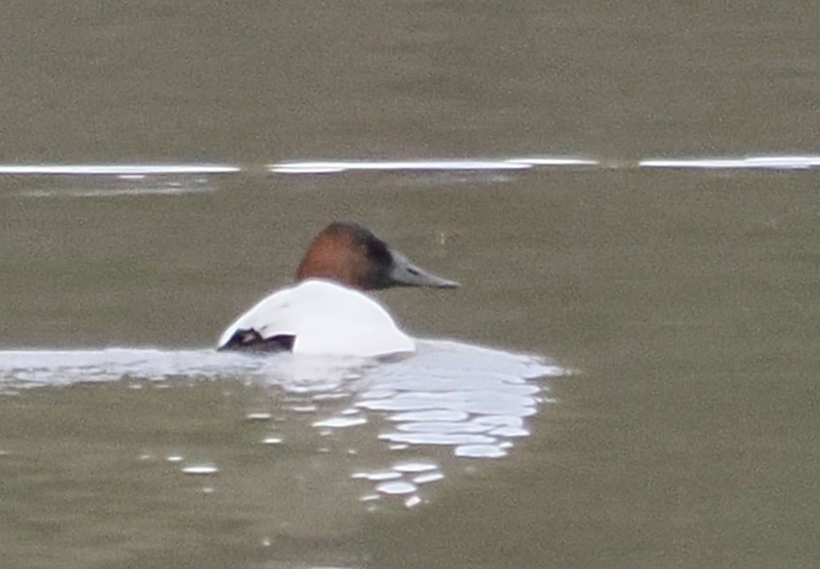 Canvasback - ML614158707