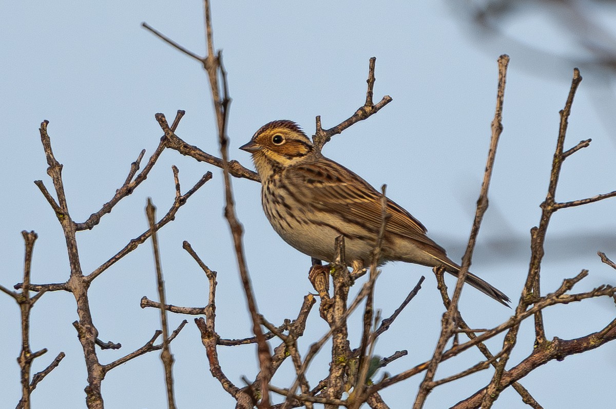 Little Bunting - ML614158724