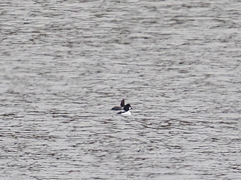 Common Goldeneye - ML614158733