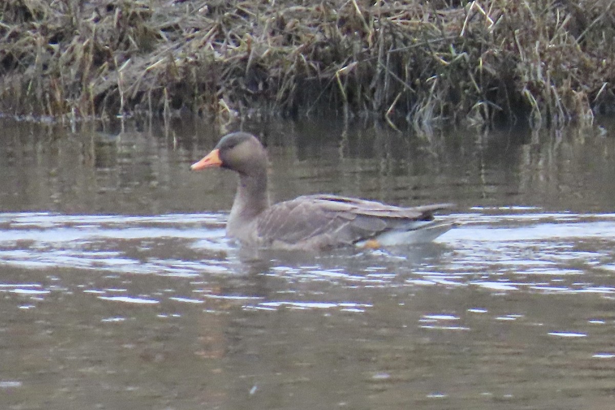 Greater White-fronted Goose - ML614158755