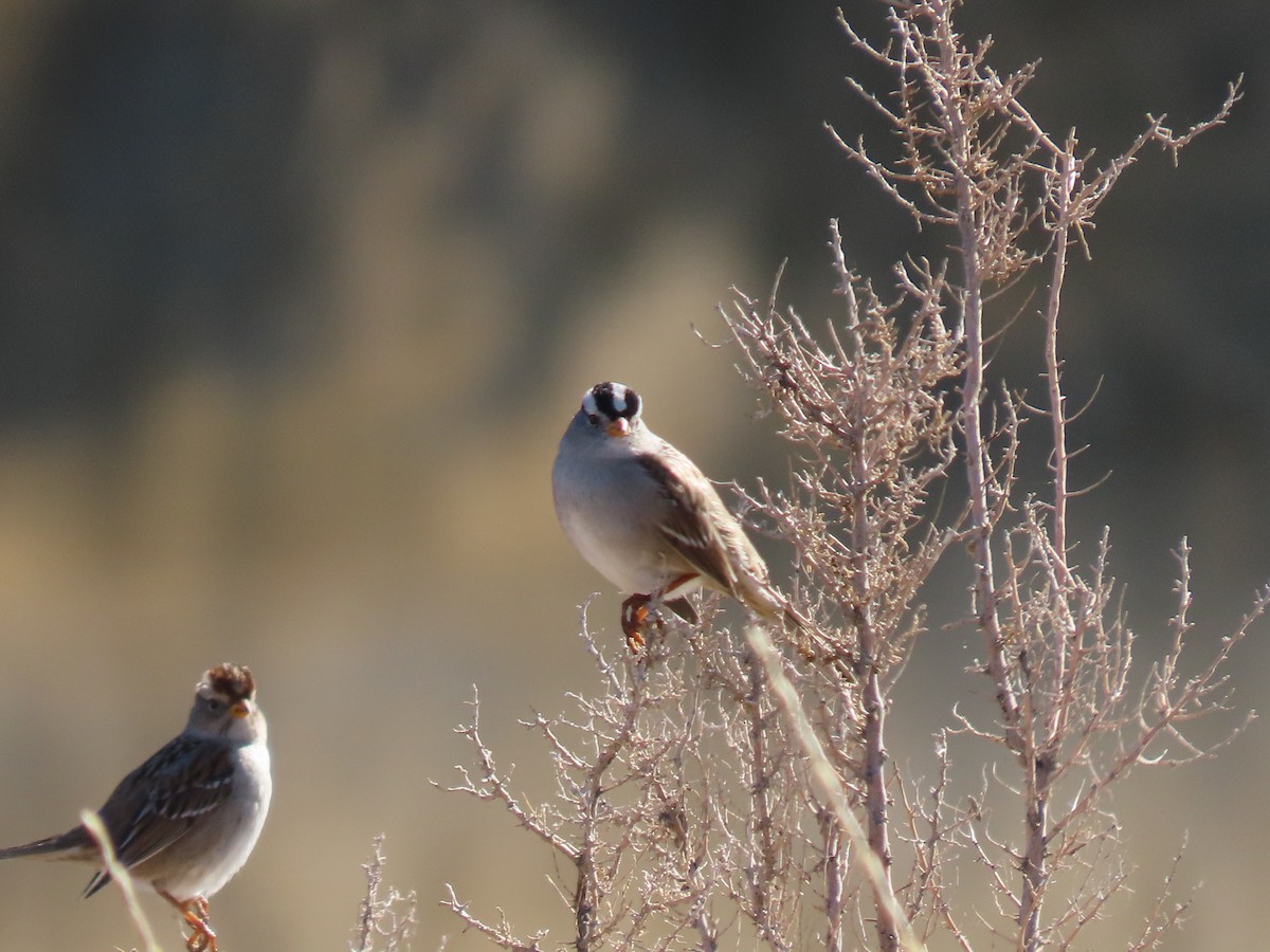 White-crowned Sparrow - ML614158791