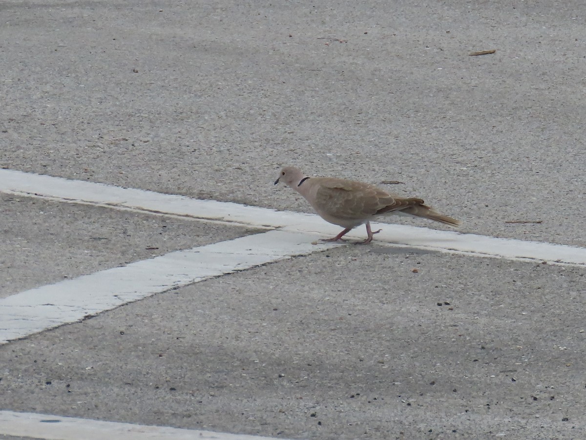 Eurasian Collared-Dove - ML614158804