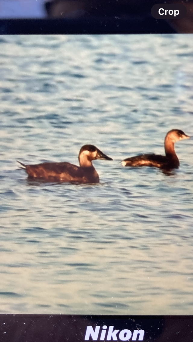 Surf Scoter - ML614158852