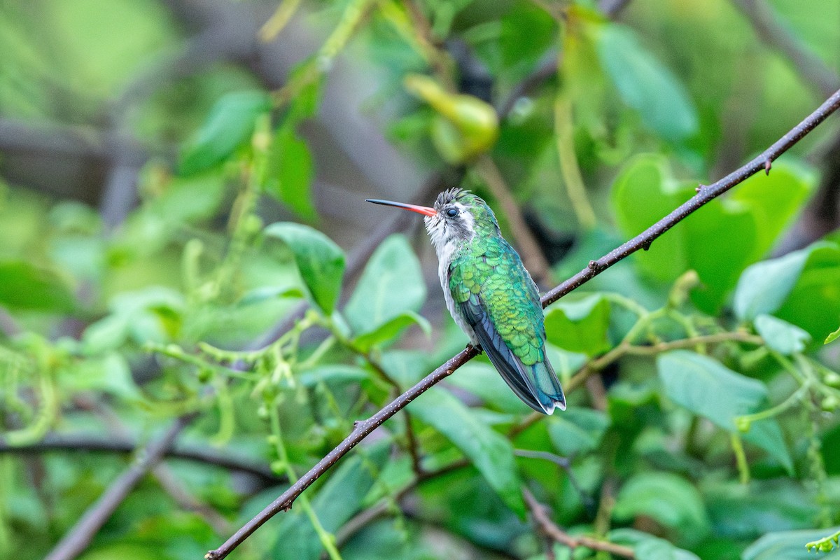 kolibřík lesklobřichý - ML614158869