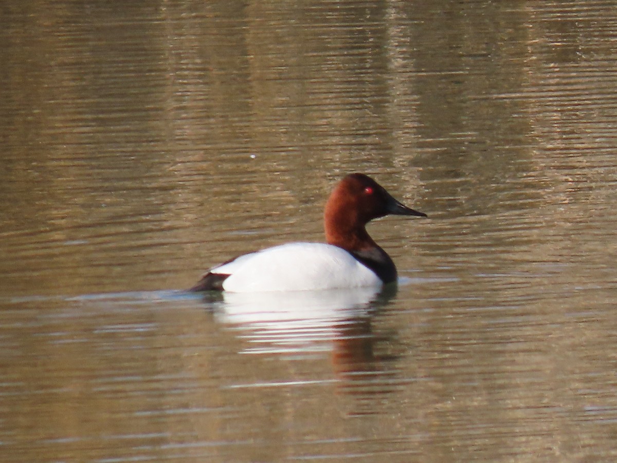 Canvasback - ML614158890