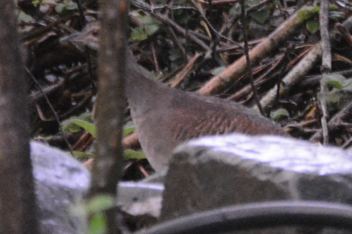 Pale-browed Tinamou - Cathy Pasterczyk