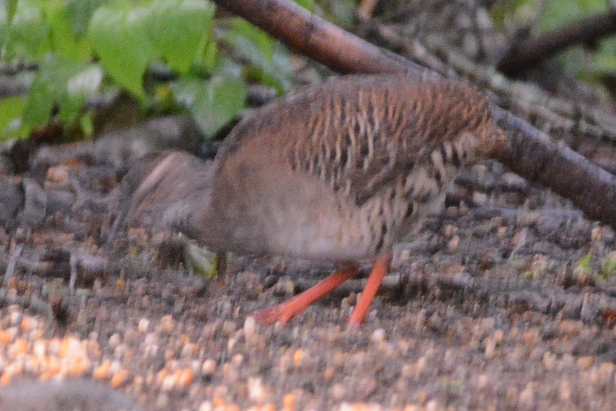 Pale-browed Tinamou - Cathy Pasterczyk