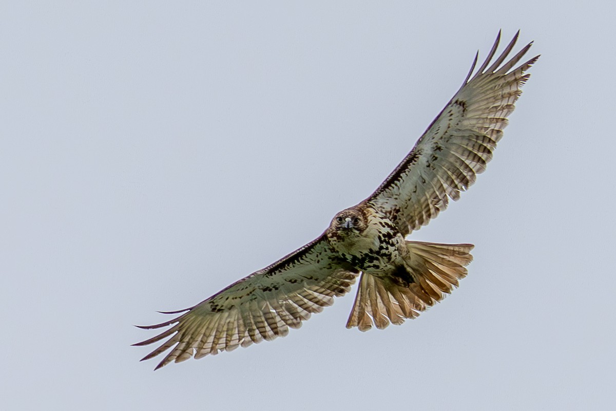 Red-tailed Hawk - Kelly Roy