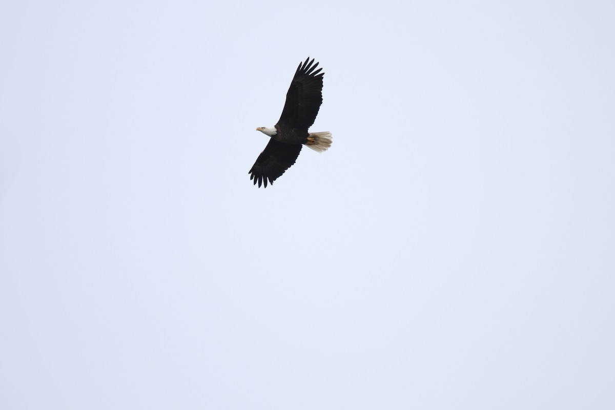 Bald Eagle - ML614159030