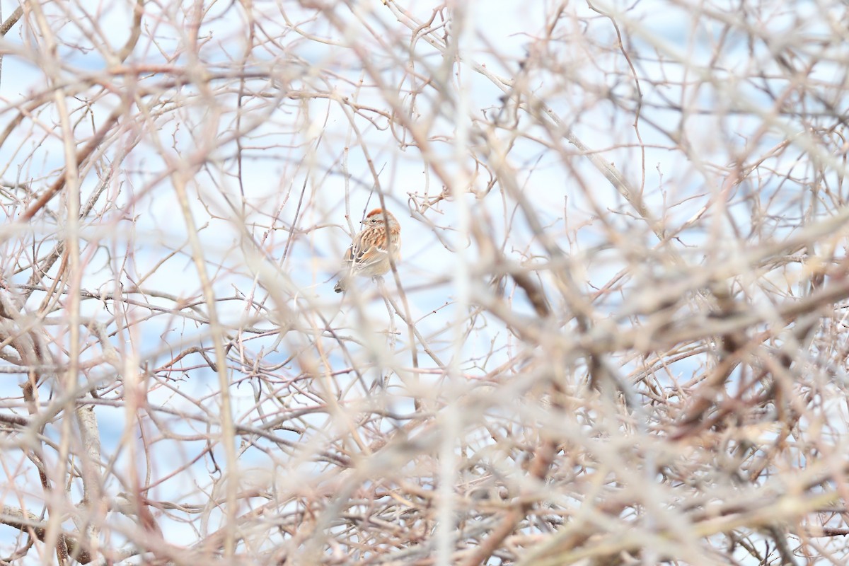 American Tree Sparrow - ML614159047