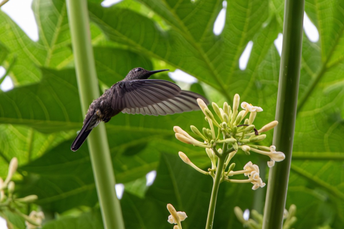 Sombre Hummingbird - ML614159055