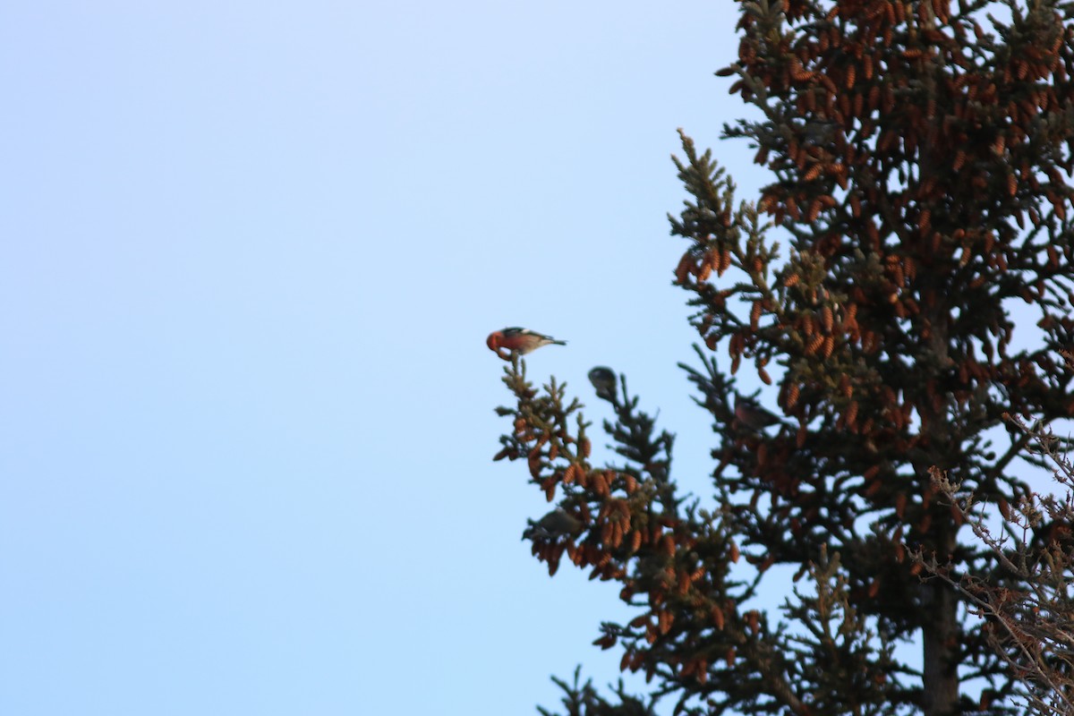 White-winged Crossbill - ML614159066