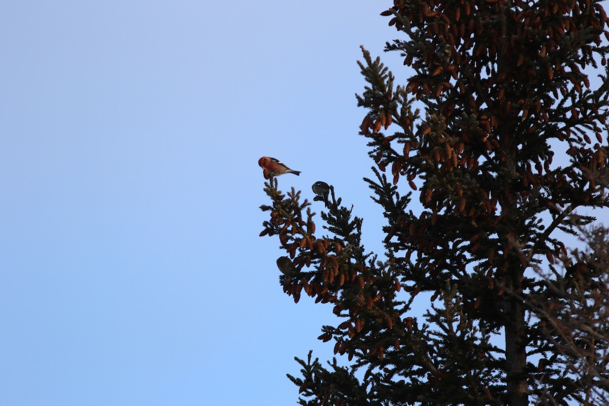 White-winged Crossbill - ML614159067