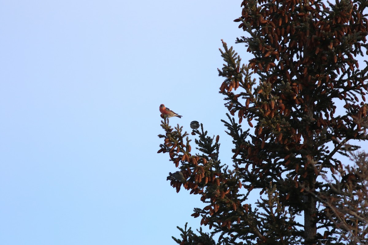 White-winged Crossbill - ML614159073