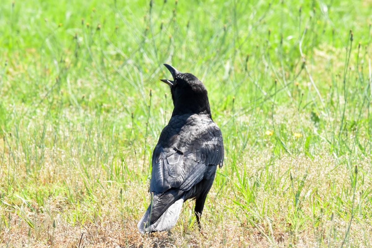 American Crow - ML614159097