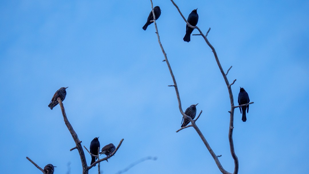 Brewer's Blackbird - ML614159119