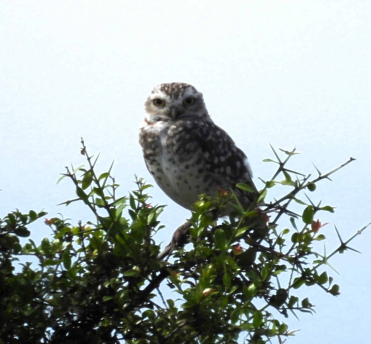 Burrowing Owl - ML614159183