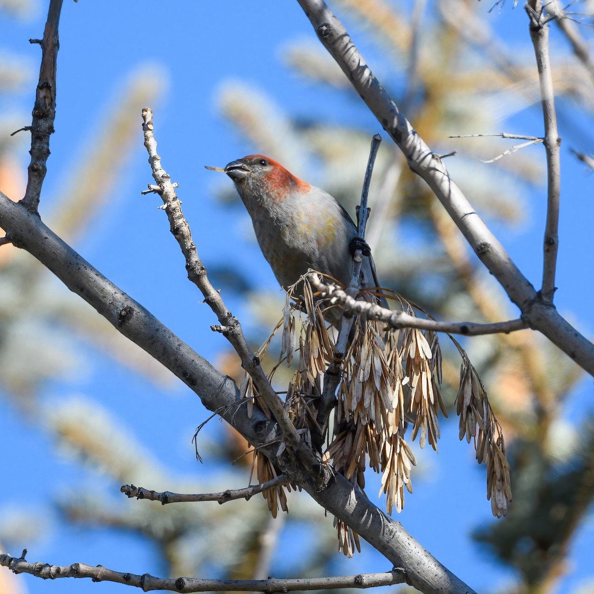 Pine Grosbeak - ML614159189