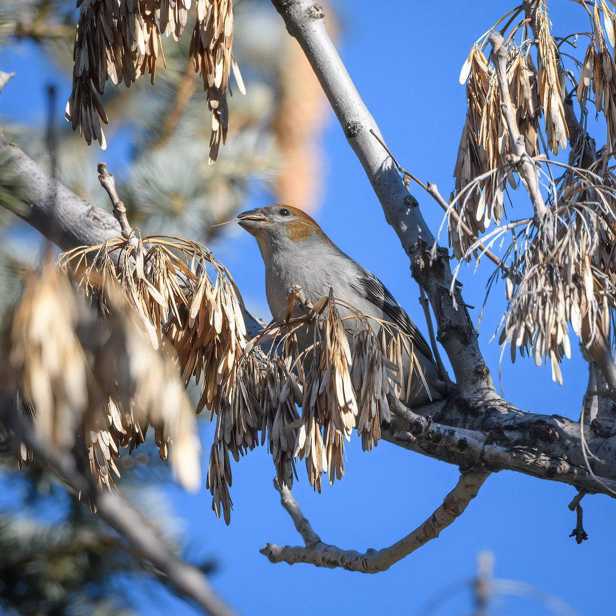 Pine Grosbeak - ML614159191