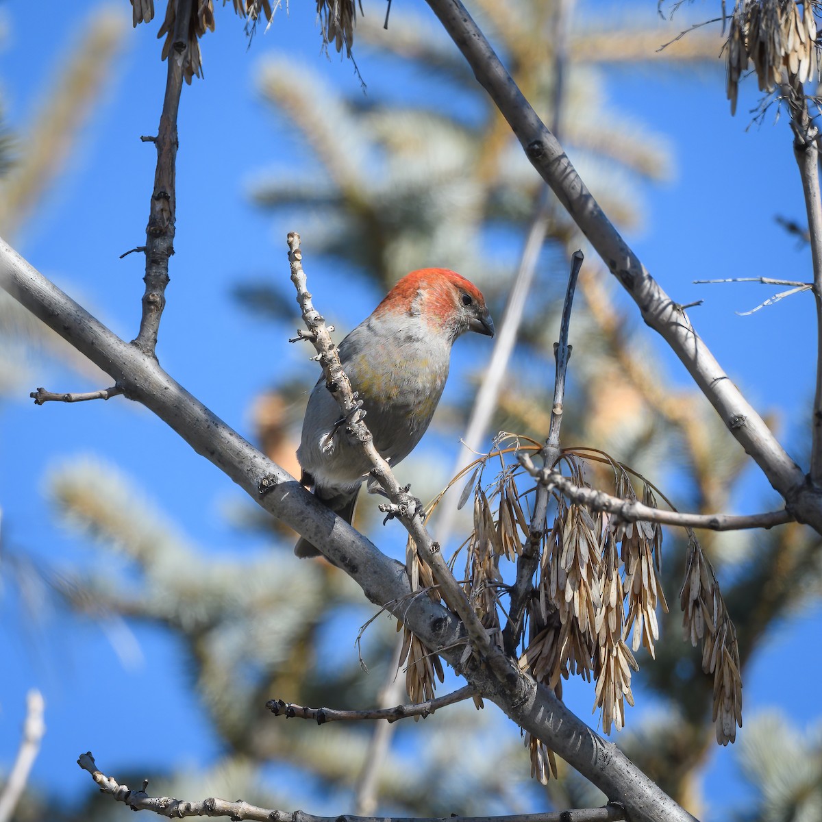 Pine Grosbeak - ML614159192