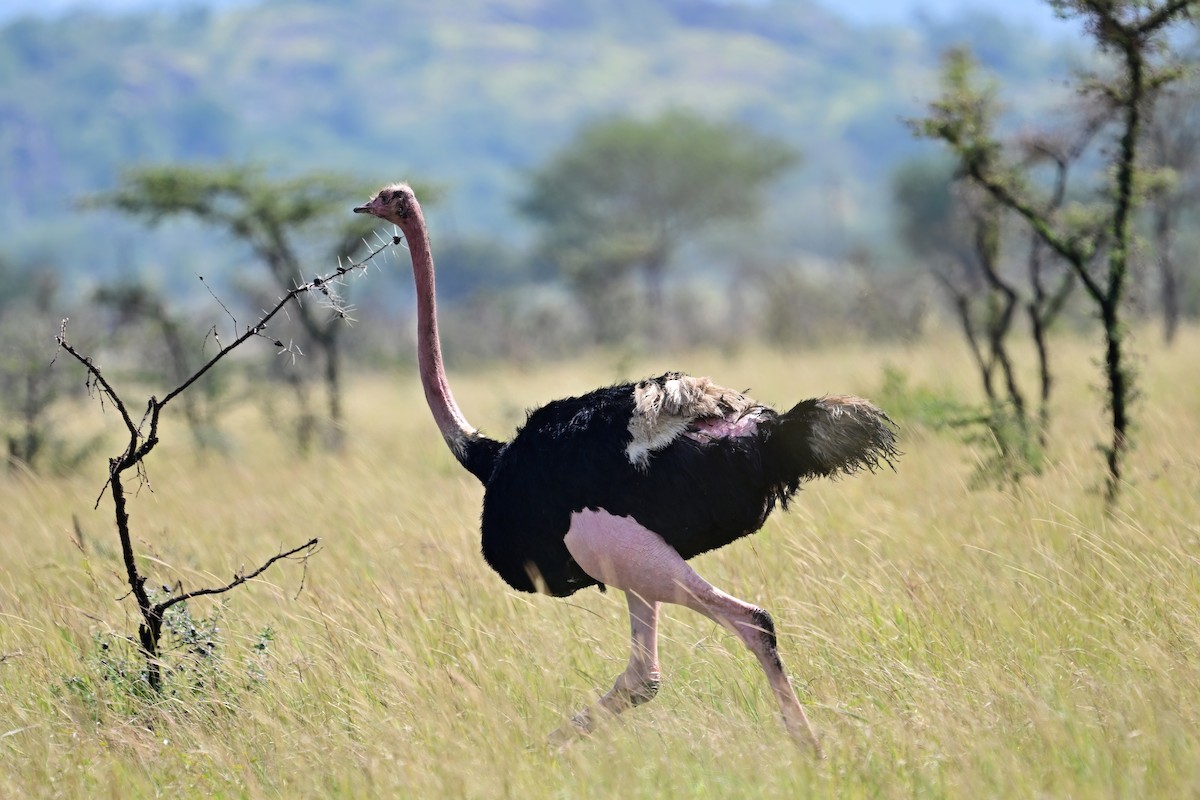 Африканский страус - ML614159203