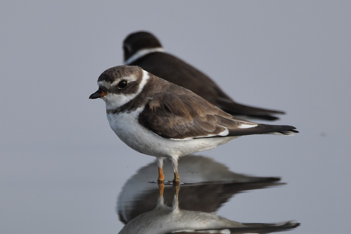 Semipalmated Plover - ML614159235