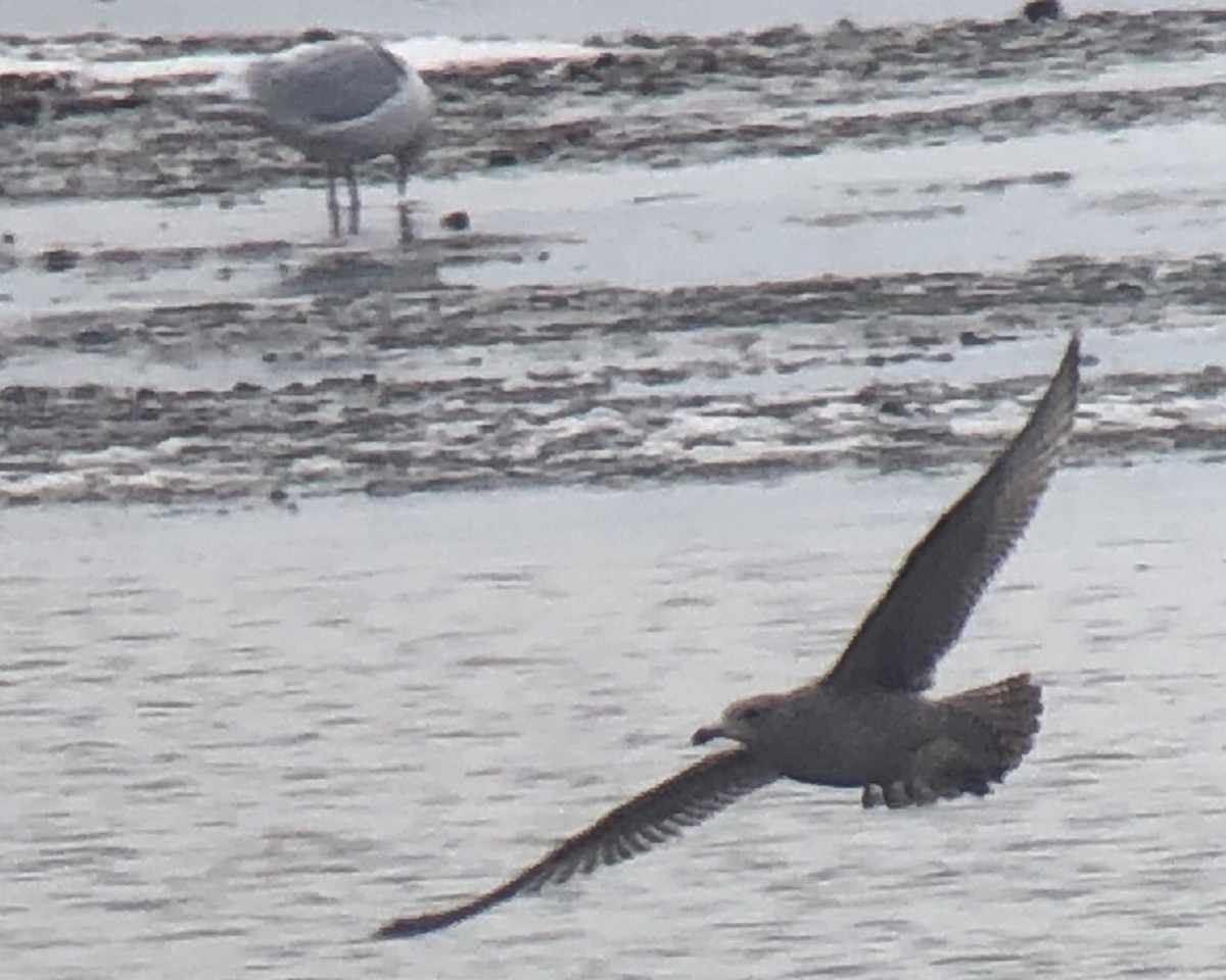 goéland sp. (Larus sp.) - ML614159237