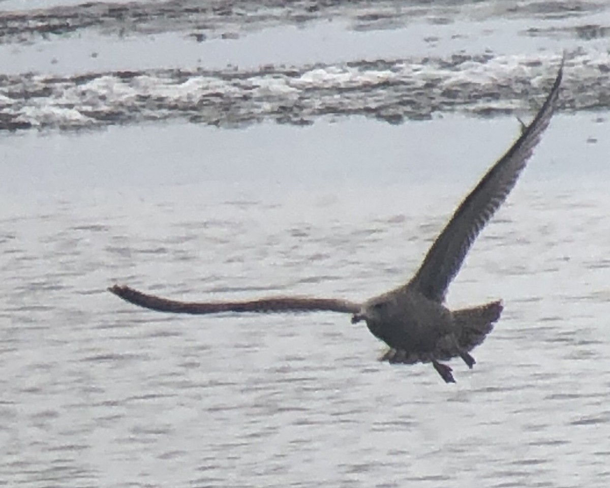 goéland sp. (Larus sp.) - ML614159238