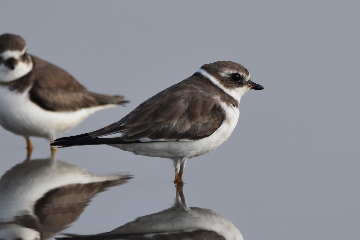 Semipalmated Plover - ML614159242