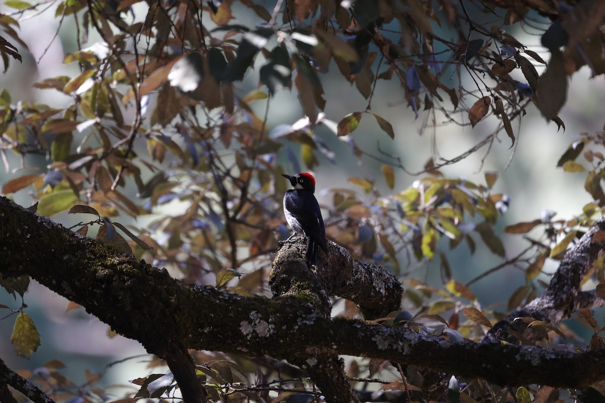 Acorn Woodpecker - ML614159261