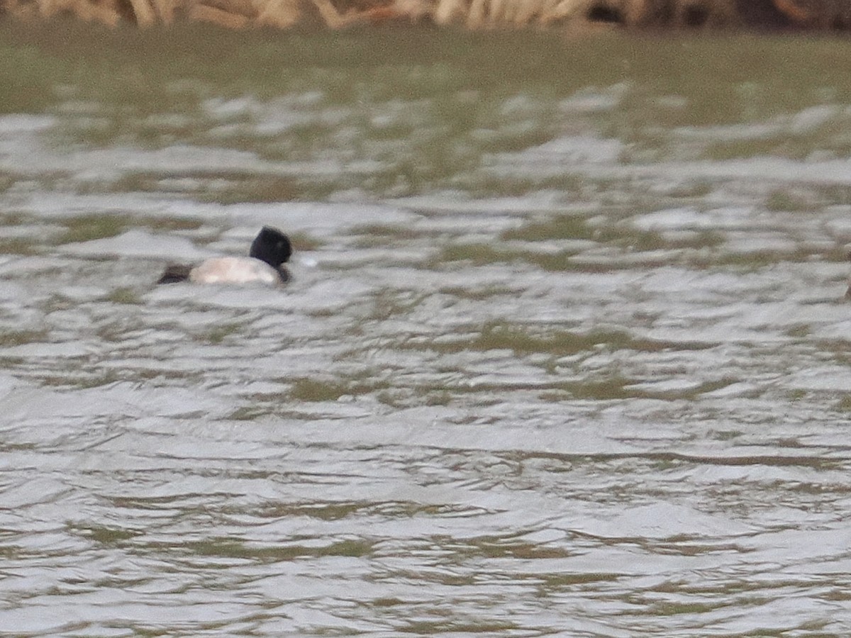 Lesser Scaup - ML614159290