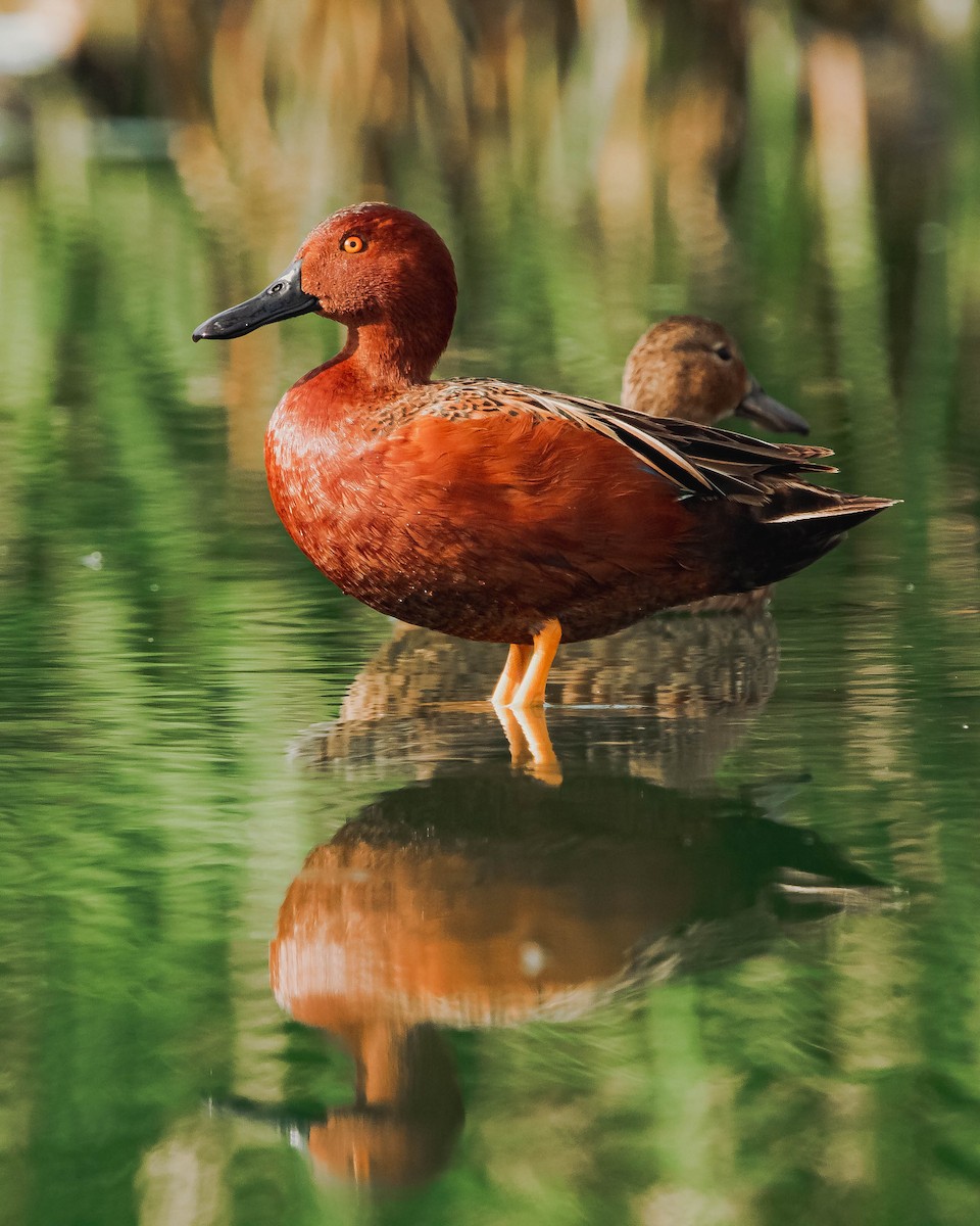 Cinnamon Teal - ML614159303