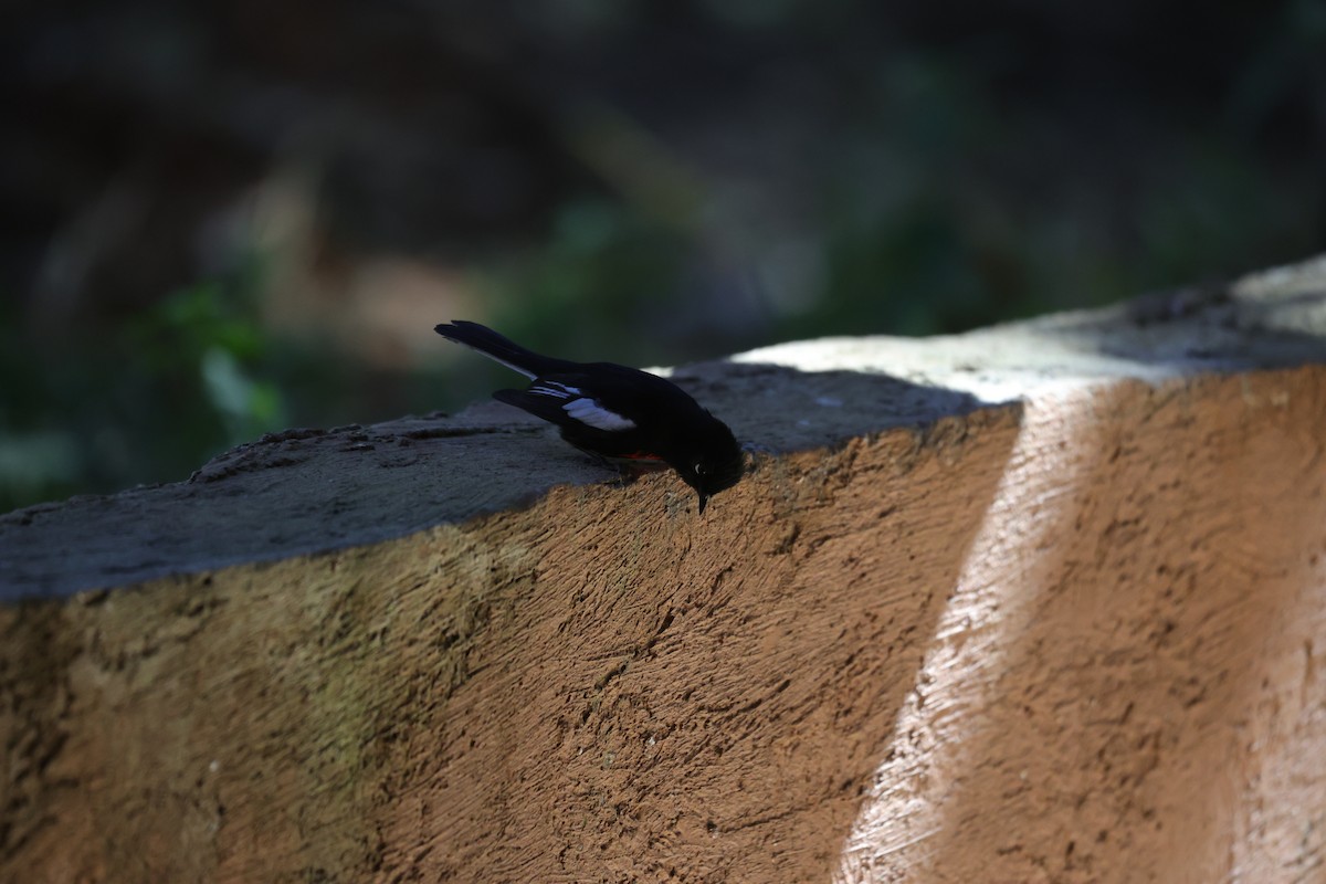 Painted Redstart - ML614159327