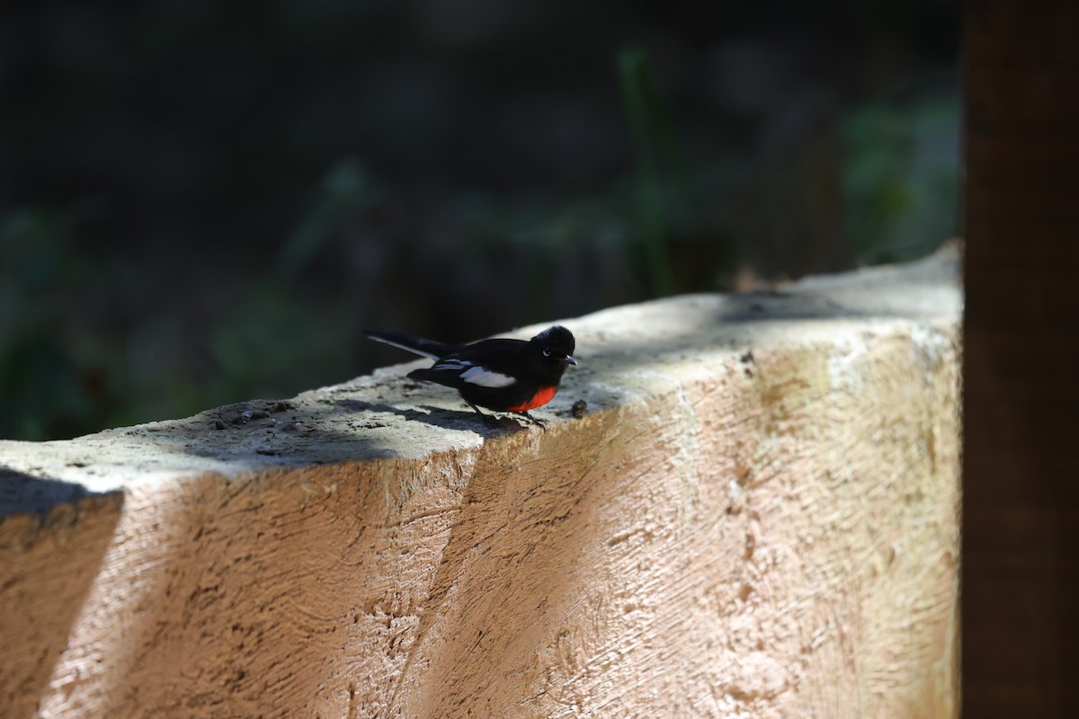 Painted Redstart - ML614159350