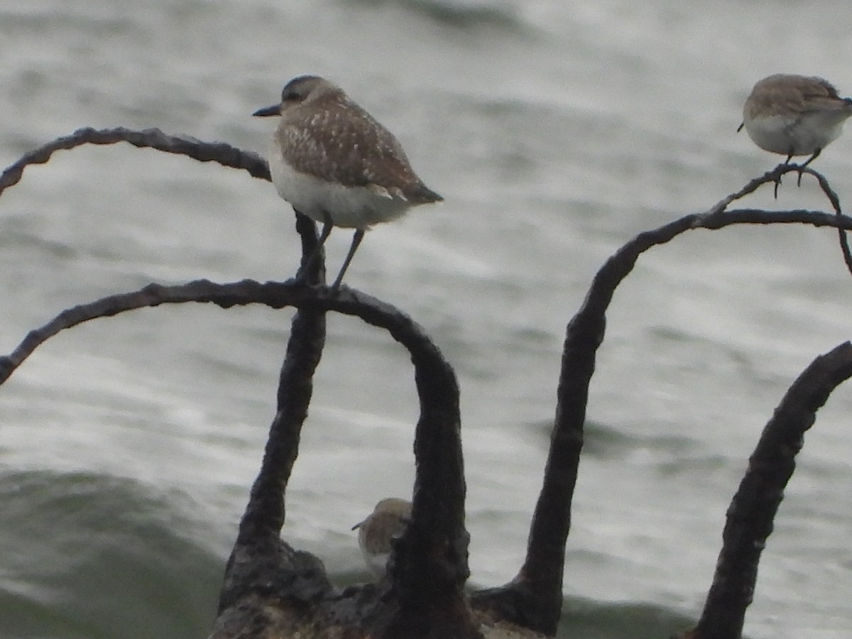 Black-bellied Plover - ML614159368