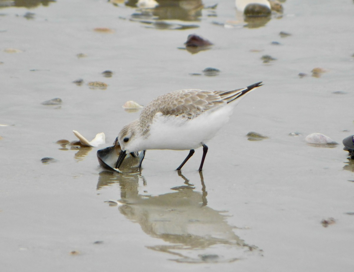 Bécasseau sanderling - ML614159390