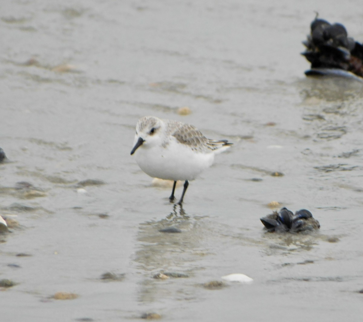 Bécasseau sanderling - ML614159397